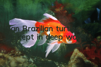 Can Brazilian turtles be kept in deep water?