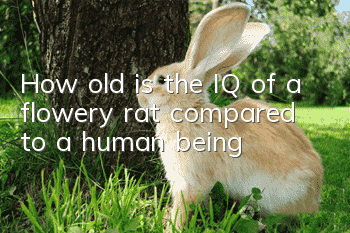 How old is the IQ of a flowery rat compared to a human being?