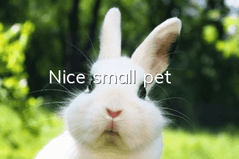 Nice small pet