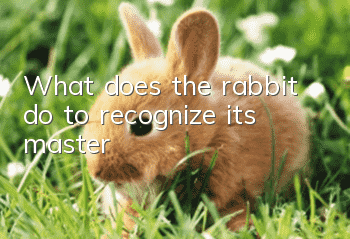 What does the rabbit do to recognize its master?