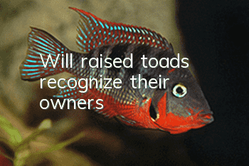Will raised toads recognize their owners?