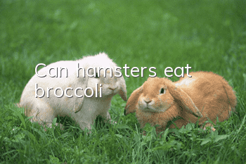 Can hamsters eat broccoli?