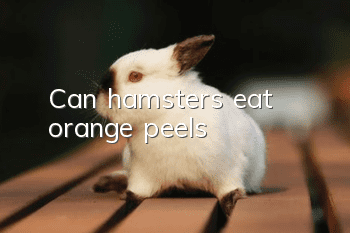 Can hamsters eat orange peels?