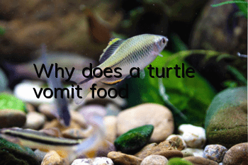 Why does a turtle vomit food?