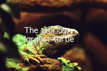 The world's largest turtle