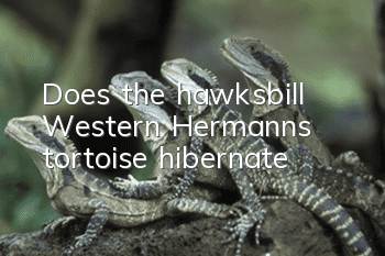 Does the hawksbill Western Hermann's tortoise hibernate?