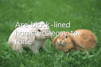 Are black-lined hamsters easy to raise?