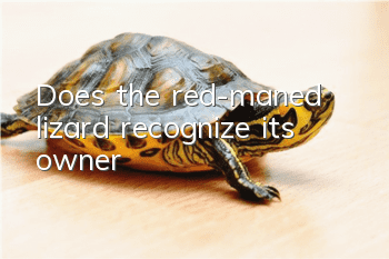 Does the red-maned lizard recognize its owner?