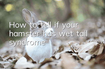 How to tell if your hamster has wet tail syndrome