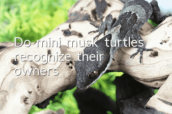 Do mini musk turtles recognize their owners?