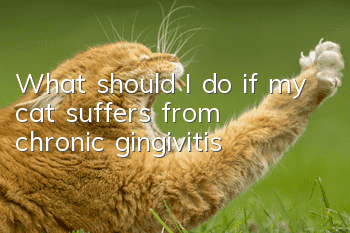 What should I do if my cat suffers from chronic gingivitis?