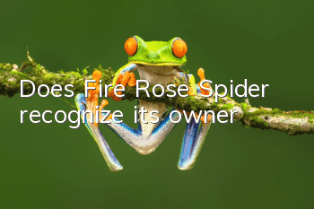Does Fire Rose Spider recognize its owner?