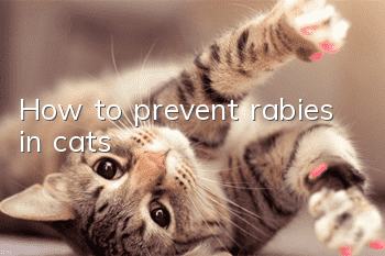How to prevent rabies in cats