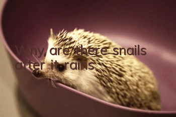 Why are there snails after it rains?