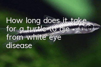 How long does it take for a turtle to die from white eye disease?