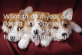 What to do if your dog doesn’t like playing with toys? You need to find the right method