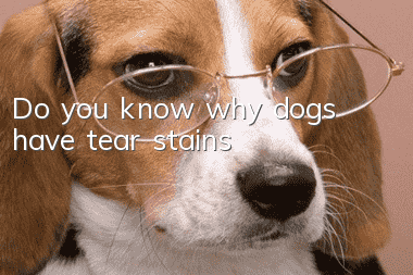 Do you know why dogs have tear stains?