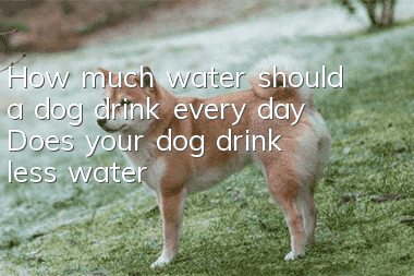 How much water should a dog drink every day? Does your dog drink less water?