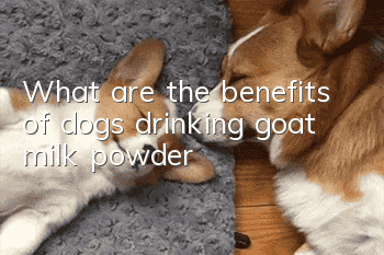What are the benefits of dogs drinking goat milk powder?