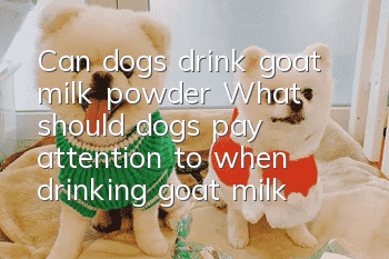 Can dogs drink goat milk powder? What should dogs pay attention to when drinking goat milk powder?