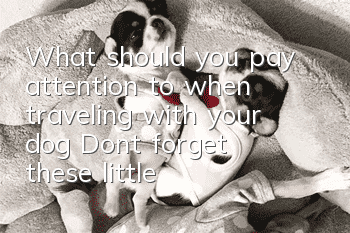What should you pay attention to when traveling with your dog? Don’t forget these little things