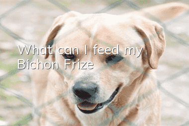 What can I feed my Bichon Frize?