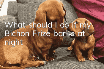 What should I do if my Bichon Frize barks at night?