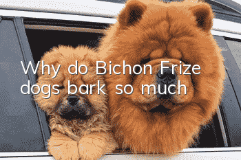 Why do Bichon Frize dogs bark so much?