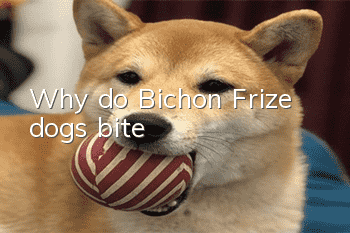 Why do Bichon Frize dogs bite?