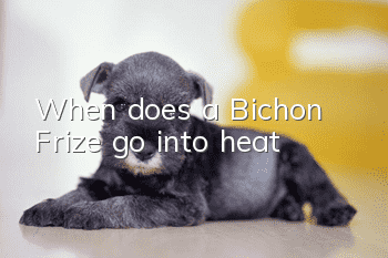 When does a Bichon Frize go into heat?