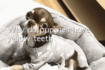 Why do puppies have yellow teeth?