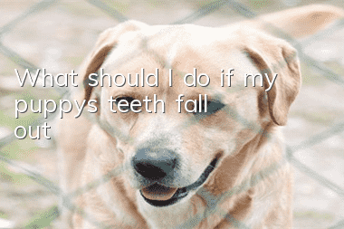 What should I do if my puppy’s teeth fall out?