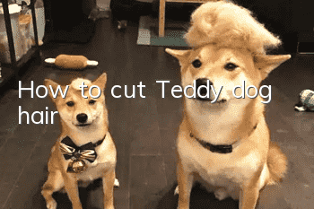 How to cut Teddy dog ​​hair