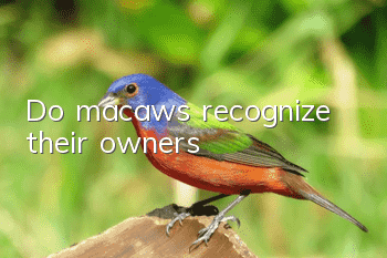 Do macaws recognize their owners?