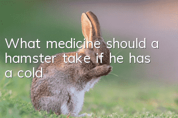 What medicine should a hamster take if he has a cold?