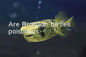 Are Brazilian turtles poisonous?