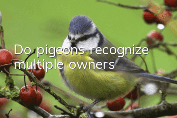 Do pigeons recognize multiple owners?