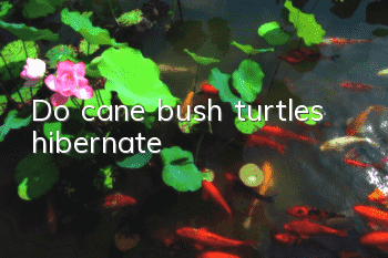 Do cane bush turtles hibernate?
