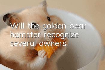 Will the golden bear hamster recognize several owners?