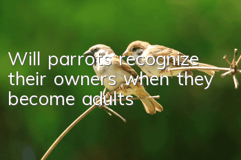Will parrots recognize their owners when they become adults?