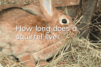 How long does a squirrel live?